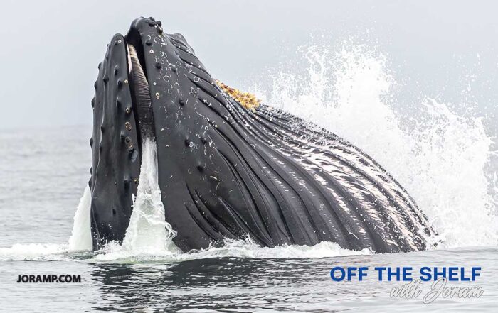 Image of a whale from Off the Shelf with Joram Piatigorsky